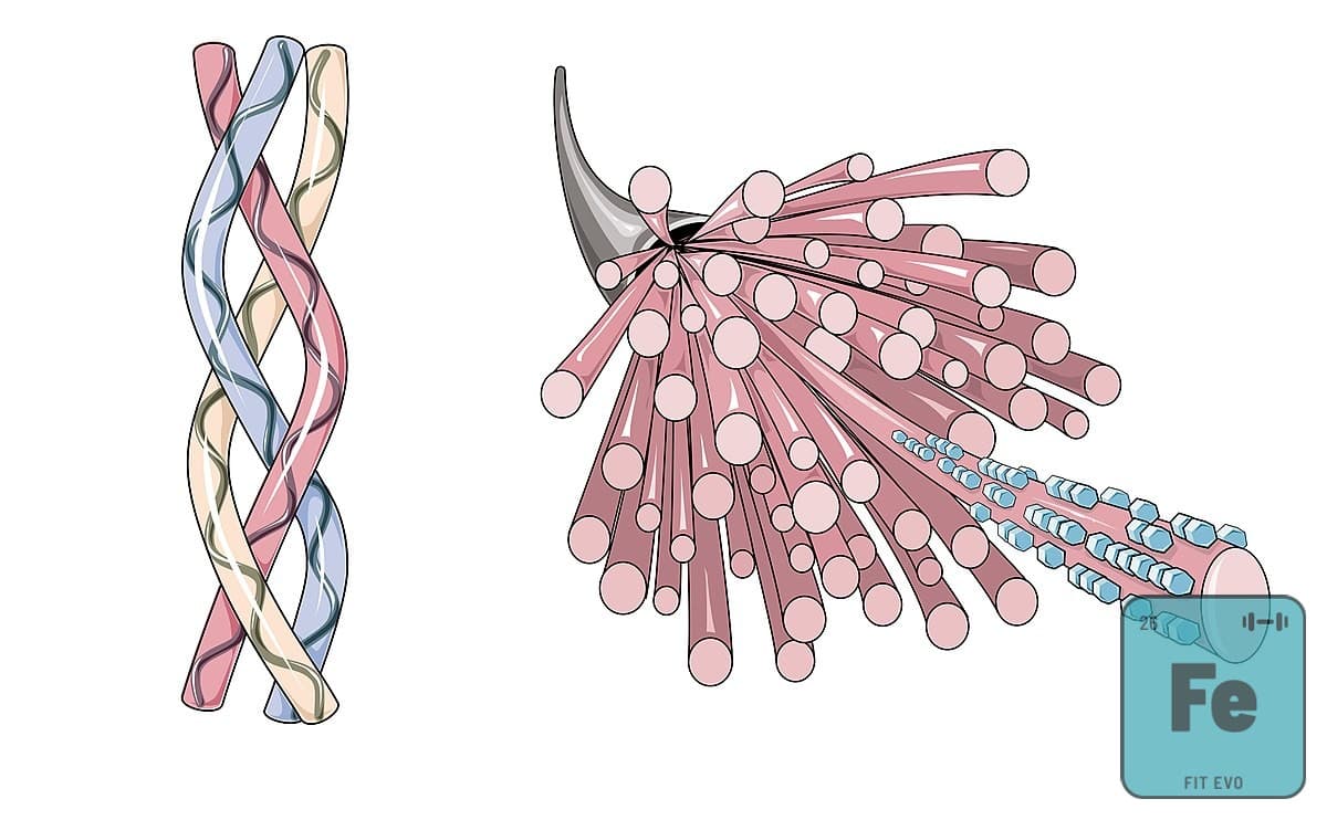 What Is Collagen? A Friendly Guide to the Body’s Building Blocks